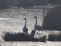 10-12-2014 Schwanenpaar mit Gaureiher  Schwanenpaar mit Gaureiher im Gegenlicht